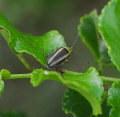 Derospidea brevicollis
