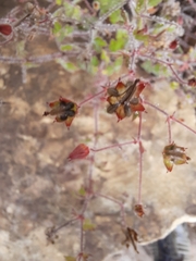 Geranium drakensbergensis