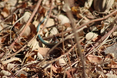 Aspidoscelis lineattissimus