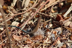 Aspidoscelis lineattissimus