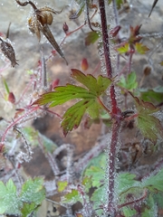 Geranium drakensbergensis
