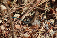 Aspidoscelis lineattissimus