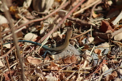 Aspidoscelis lineattissimus
