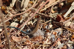 Aspidoscelis lineattissimus