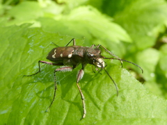 Cicindela gemmata