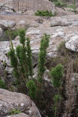 Bergbambos tessellata