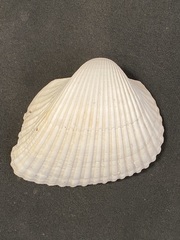 Larkinia multicostata