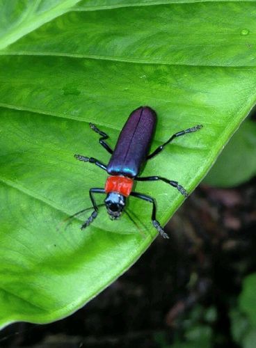 Themus purpuratus · iNaturalist