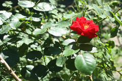 Rosa