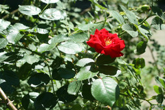 Rosa
