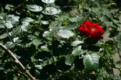 Rosa