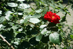 Rosa