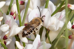 Colletes dimidiatus