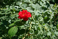 Rosa