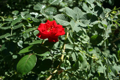 Rosa