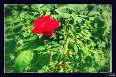 Rosa