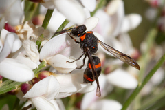 Ancistrocerus haematodes