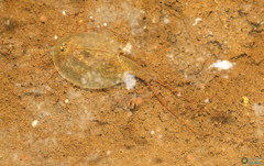 Triops cancriformis