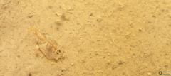 Triops cancriformis