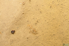Triops cancriformis