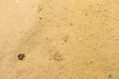 Triops cancriformis