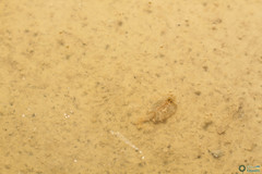 Triops cancriformis
