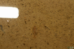Triops cancriformis