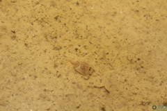 Triops cancriformis