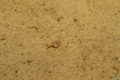 Triops cancriformis