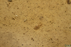 Triops cancriformis