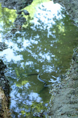 Natrix natrix
