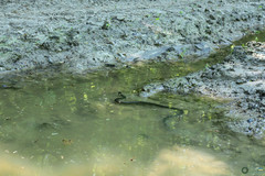 Natrix natrix