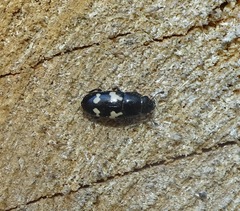 Glischrochilus quadriguttatus