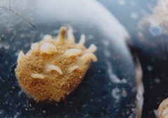 Polymastia penicillus