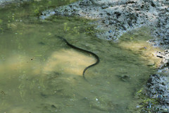 Natrix natrix
