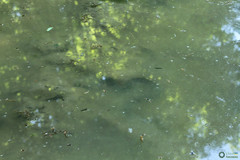 Natrix natrix
