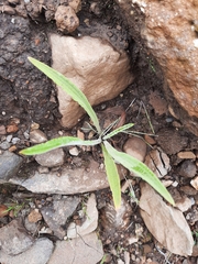 Helichrysum pallidum