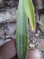 Helichrysum pallidum