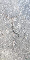 Natrix natrix