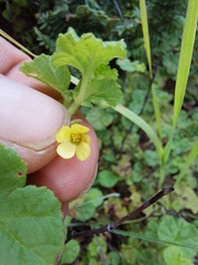 Hermannia malvifolia