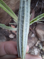 Helichrysum pallidum