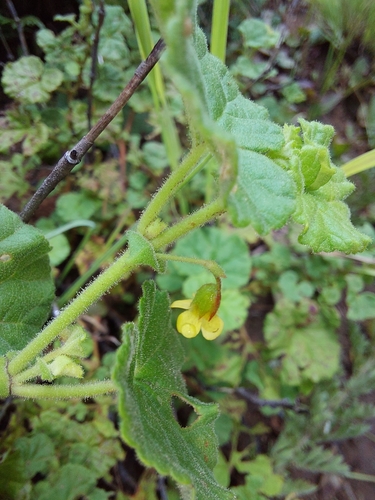 Image of Hermannia malvifolia by (c) Manuel R Popp, some rights reserved (CC BY)