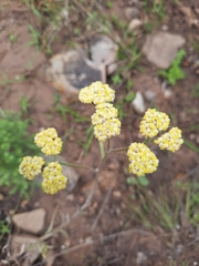 Helichrysum pallidum
