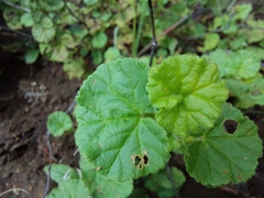 Hermannia malvifolia