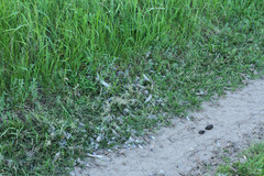 Perdix perdix