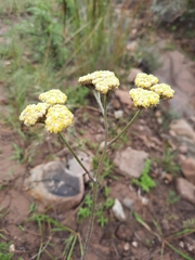 Helichrysum pallidum