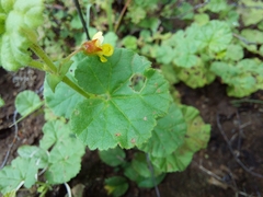Hermannia malvifolia