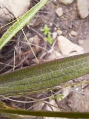 Helichrysum pallidum