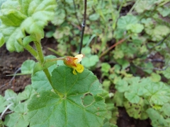 Hermannia malvifolia