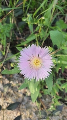 Centaurea pullata